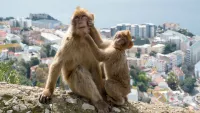 Wave to the tailless monkeys known as Barbary Apes. Credit: Shutterstock