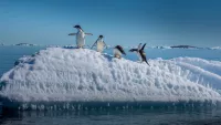 Discover the white continent by cruise