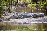 Saltwater crocodile Kakadu National Park Northern Territory Australia