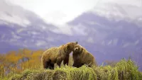Bears