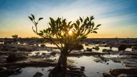 Cruises from/to Nightcliff