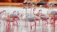 Kenya Cruises