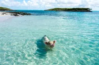 Swimming pigs Shutterstock