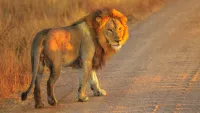 You’ll have the chance to see the Big 5 in Namibia. Credit: Canva