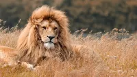 Why a cruise is the best way to see unrivalled wildlife – from the 'big five' to the giant tortoise