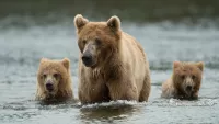 Alaska bear Alaskan brown bear