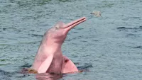 These good- natured ‘toothed whales’ have a distinct pink hue and feast on catfish and piranhas. Credit: Adobe