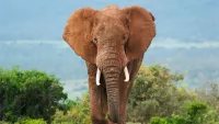 It’s hard to forget your first sighting of an African elephant. Credit: Adobe