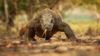 The Komodo dragon is a carnivorous reptile endemic to a quartet of islands in Indonesia. Credit: Adobe