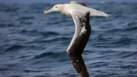 One of the most impressive wildlife spectacles at sea is the albatross. Credit: Adobe