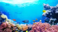 Discover an underwater world of dazzling, colourful reefs. Credit: Shutterstock