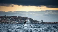Cruises from/to Mossel Bay