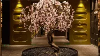 Cherry tree 1