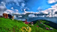 Cruises from/to Trabzon