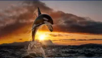 Whale watching Canva approved