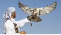 Falconry