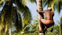 Climbing coconut trees in southwest India