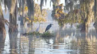 A swamp in Louisiana Xiu Yu Photography Shutterstock