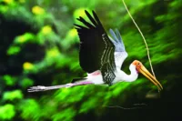A Mekong cruise is a chance to marvel at abundant wildlife | Credit: Shutterstock