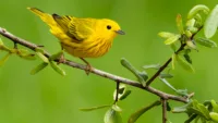 4 Yellow warbler Credit Agami Photo Agency and Shutterstock 1767999836 resized