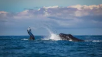 Whale watching on a cruise