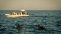 Are cruises all inc excursions