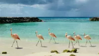 Aruba flamingos