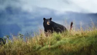 Alaska Princess Bear