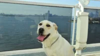 Dog cruise