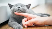 Cat cruise
