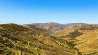 Douro valley in summer 1
