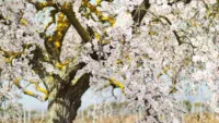 Douro springtime 1