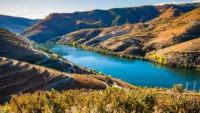 Douro Valley during harvest season 1