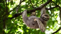 High res Costa Rica Sloth