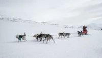 Dogsledding