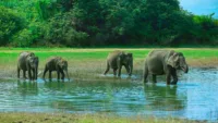 Elephants Sri Lanka 1