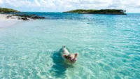 Swimming with pigs Bahamas
