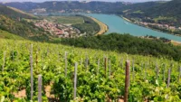 When is the best time to cruise the Rhône River Image