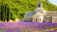 Aim to travel in Summer if you want to see the lavender fields in full bloom