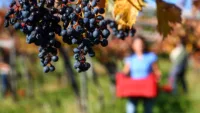 Autumn in when grapes are harvested on the vineyards of the Rhône Valley