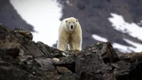 Polar bear