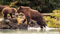 Alaska Big Five