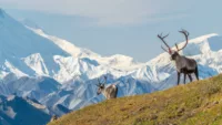 Alaska Denali National Park and Preserve