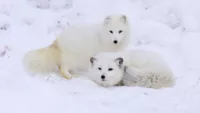 Arctic foxes