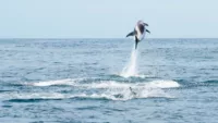 Dolphin spotting Scotland