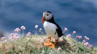 Puffin Scotland
