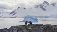 Penguins Antarctica