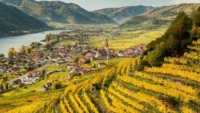 Vineyards Danube Autumn