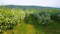 A Seine River cruise is more about orchards than it is about vineyards