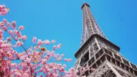 Spring cherry blossom in Paris